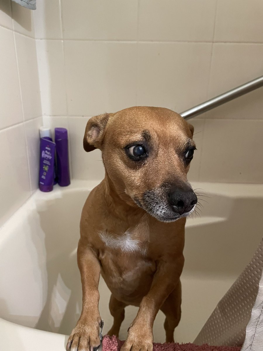 TreyGilliam_'s tweet photo. Came home from work to find Brinlee in the bathtub. https://t.co/REJEHZtAcB