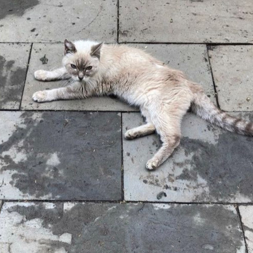 1332lurm5b95475's tweet image. ⚠️Going to to see if we can help this friendly cat. She might be lost or might be dumped. Stay tuned!

#donatetohelp #donateforcats #donationsneeded #donatetosavelives #rescuecat #workinprogress #savealife #helpus #fortheanimals #rescuecat #cat #cats #kitty #kittens #kittenrescue
