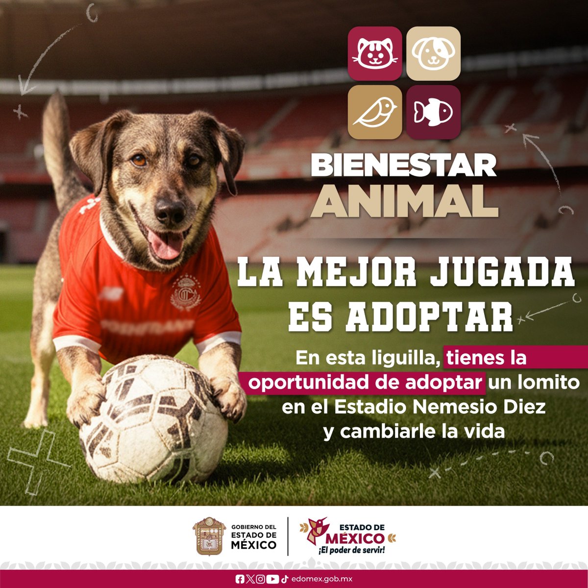 ModernoEdomex's tweet image. Bienestar Animal: La Mejor Jugada Es Adoptar
 Los animalitos también requieren de un hogar, en esta época de frio cámbiale la vida a un lomito. #LaMejorJugadaEsAdoptar. ellos🐕te darán fidelidad. En la liguilla del @TolucaFC puedes hacer la adopción. @delfinagomeza. @cepanaf.