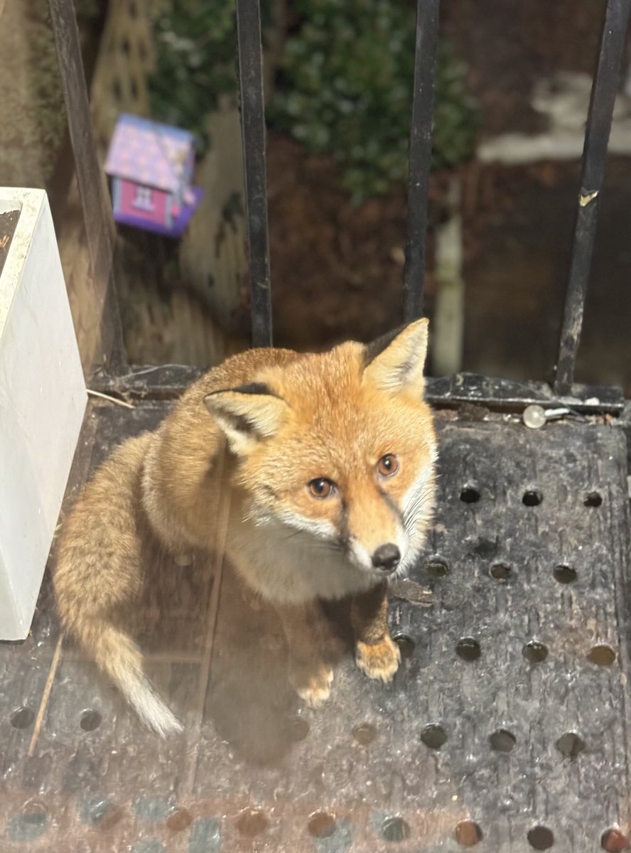 KateDisley's tweet image. ⁦@ChrisGPackham⁩ - haven’t seen him/her in a while but always used to sit outside our back door when it was cold