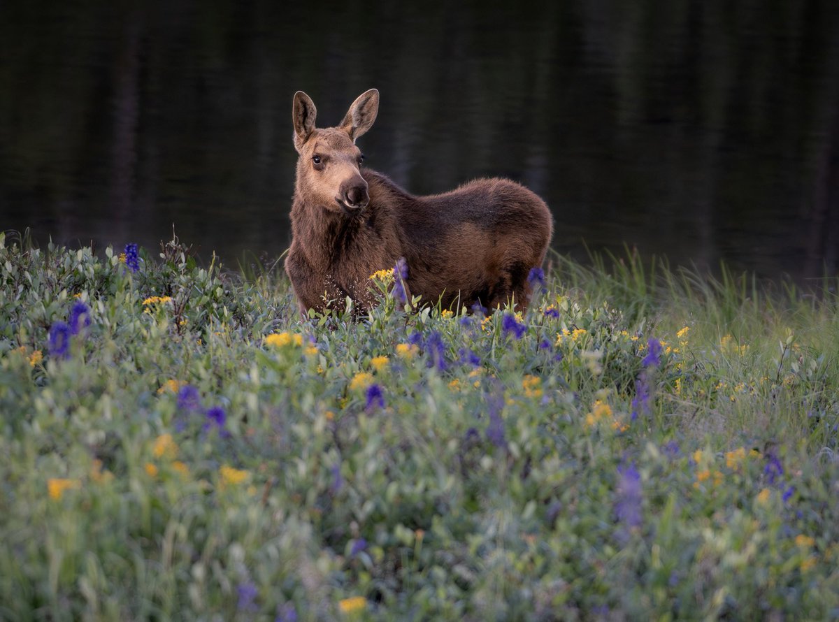 Brian_Genge's tweet photo. Some images from Rocky Mountain National Park https://t.co/NmguPndlVj