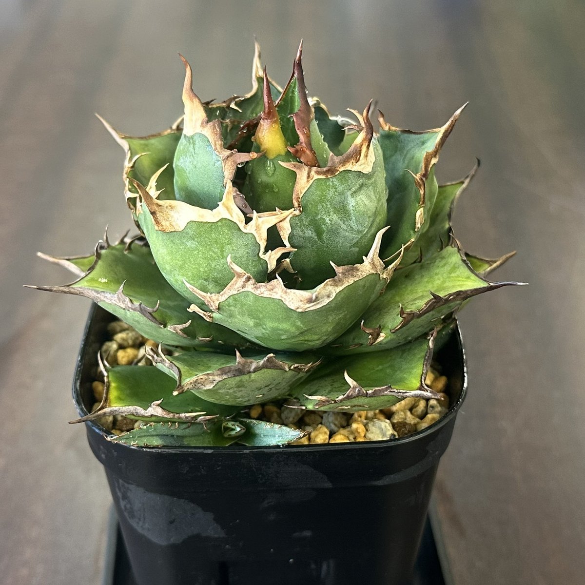 引き取り限定 渋谷 親株アガベ5個 鉢ごと 引き取り限定 渋谷 親株