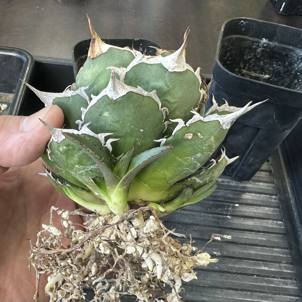 引き取り限定 渋谷 親株アガベ5個 鉢ごと 引き取り限定 渋谷 親株アガベ5個 鉢ごと 引き取り限定 渋谷 親株