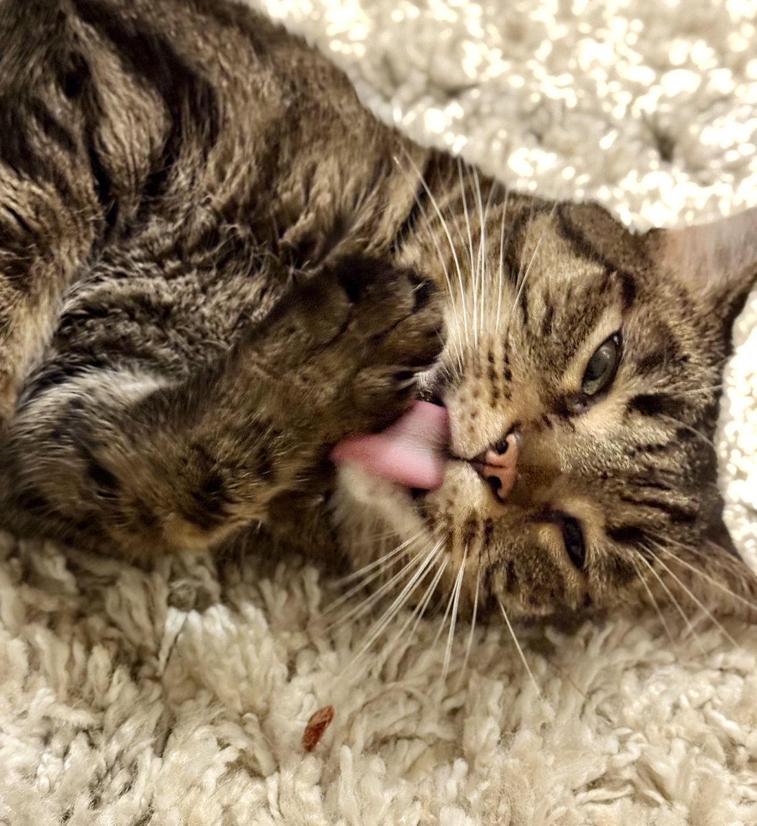 MissyBBBobtail's tweet photo. We forgot all about #tongueouttuesday. Here is my late entry. 👅 https://t.co/NjHSOVOSW6
