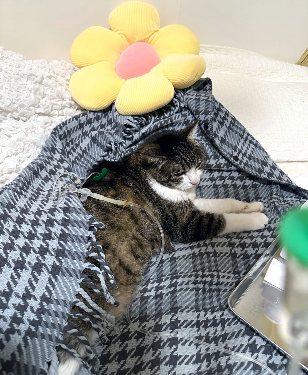 菊千代とmum (@y5_y5_san) / Posts / X