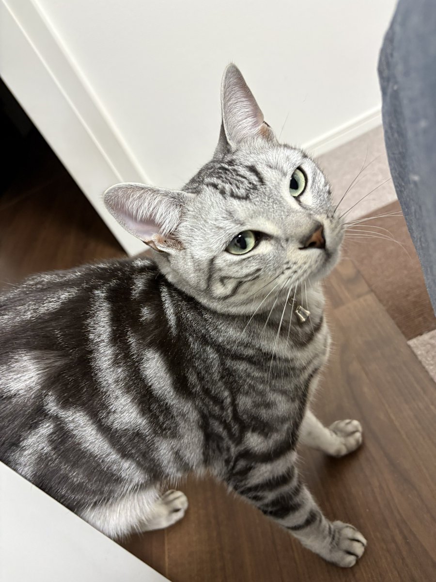 オンノヅキ🐱🐱 on X