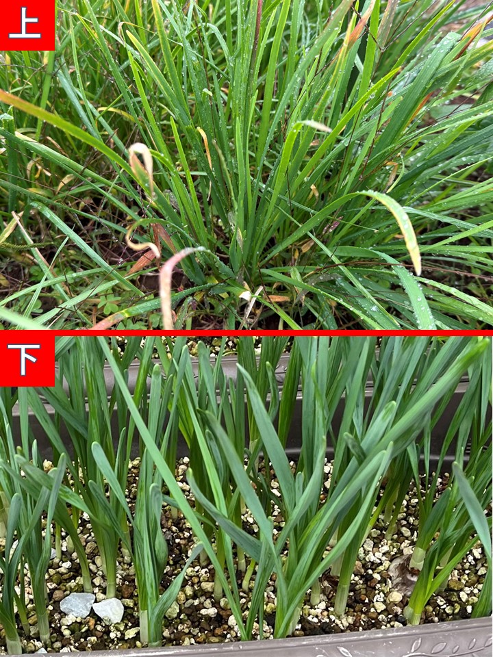 MAFF_JAPAN's tweet image. 食べられるのは、どちらでしょう。

#いいニラの日