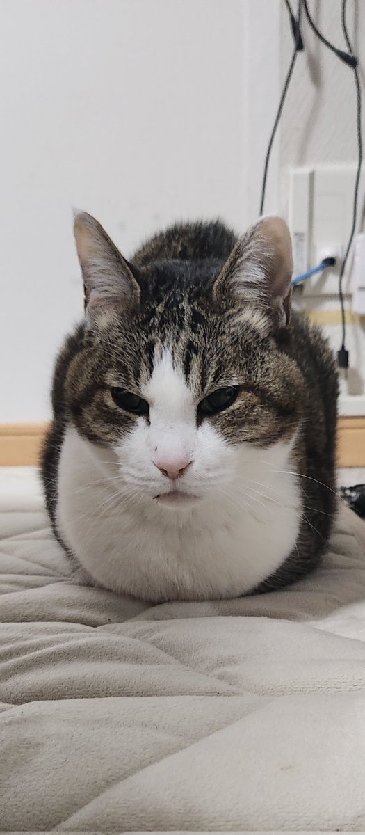 みのにゃー (@kairineko) / Posts / X