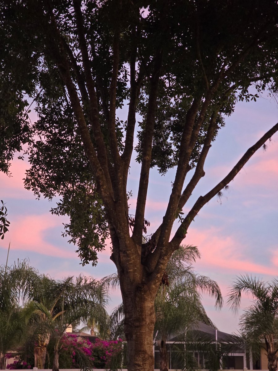 DrexInFX's tweet image. It's cold 🥶 but the sky looks like cotton candy 😋