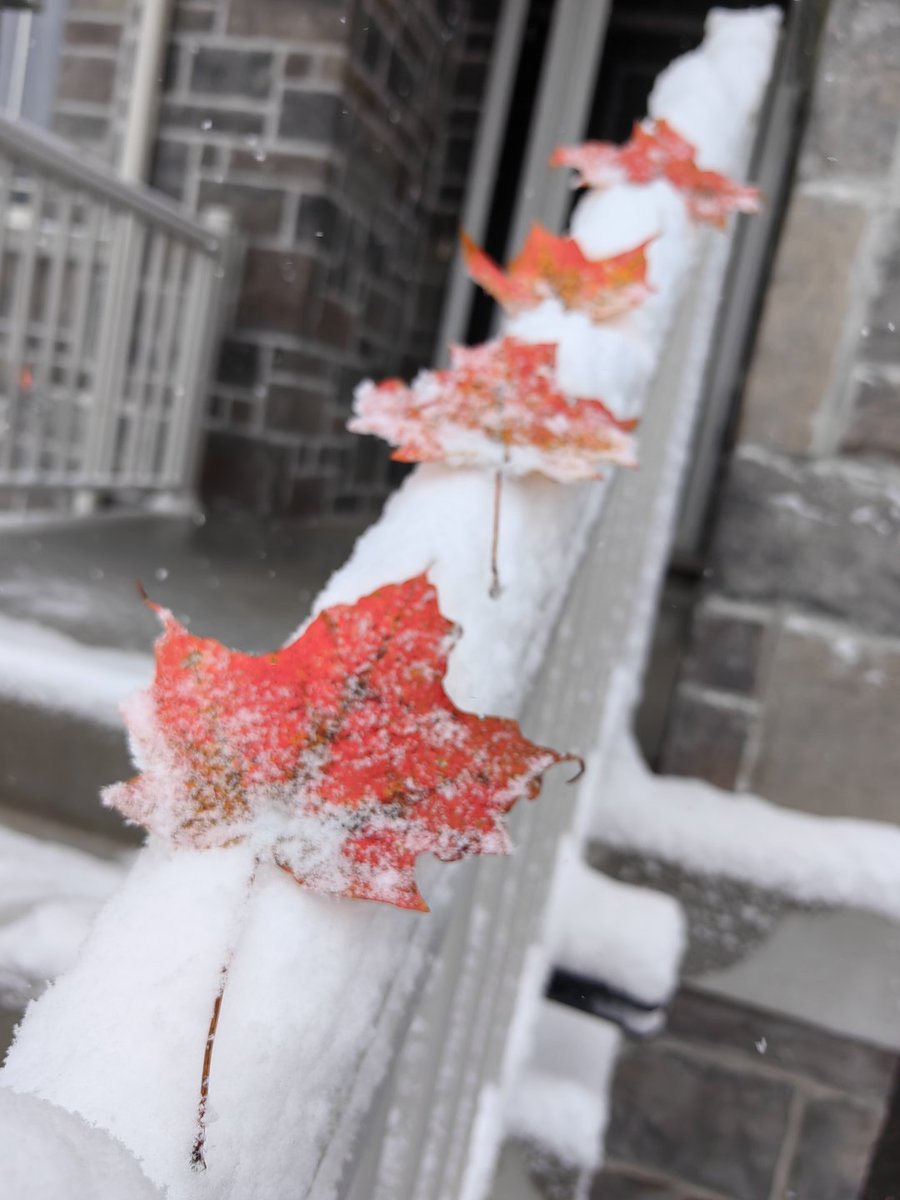 jayrdark's tweet image. Caught between seasons—crimson maple leaves holding on, half-buried in the first quiet snow🍁❄️ A gentle goodbye to autumn, right on the doorstep of winter