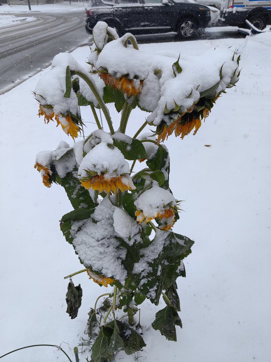 jayrdark's tweet image. Caught between seasons—crimson maple leaves holding on, half-buried in the first quiet snow🍁❄️ A gentle goodbye to autumn, right on the doorstep of winter