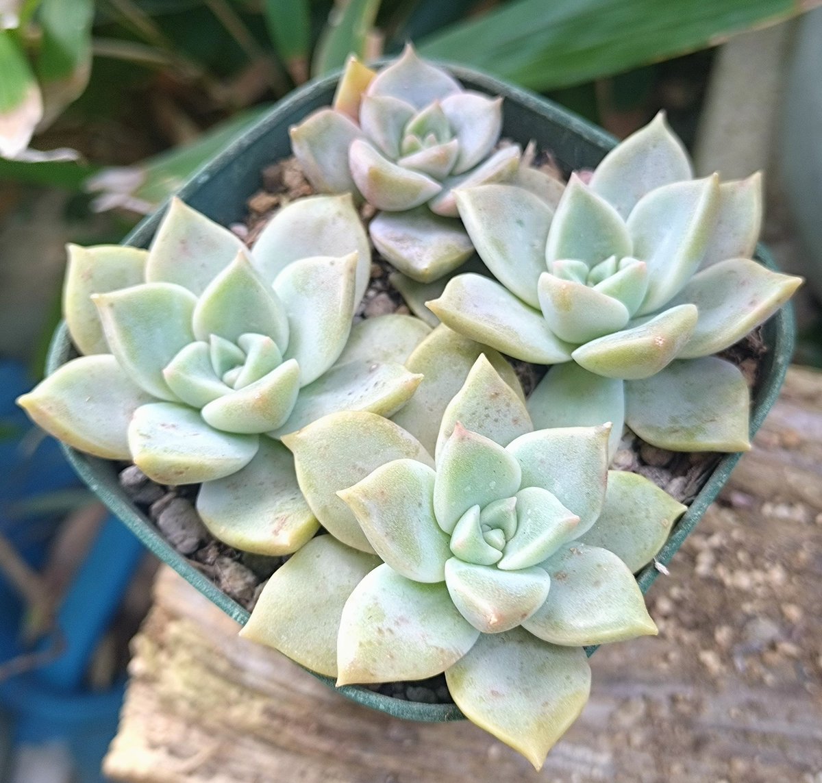 専用希少❣️Melastoma sp. Sibolgaメラストマ　シボルガソネリラ Tarou Urashima on X