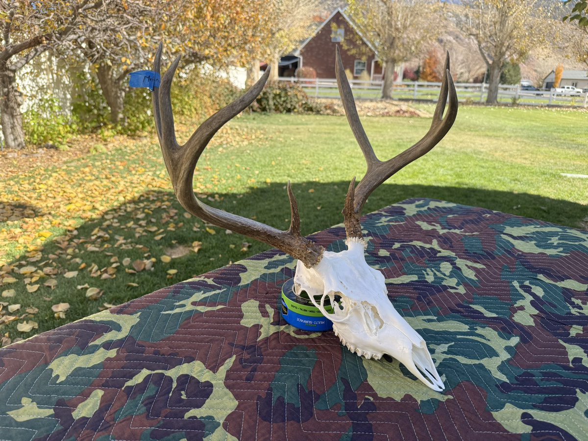 JasonKling2's tweet photo. Check out my latest Mule deer euros! Four great bucks ready for show and tell. They will make great displays! All four were harvested by local high school students here in central Utah. https://t.co/D9T5Ctk2d4
