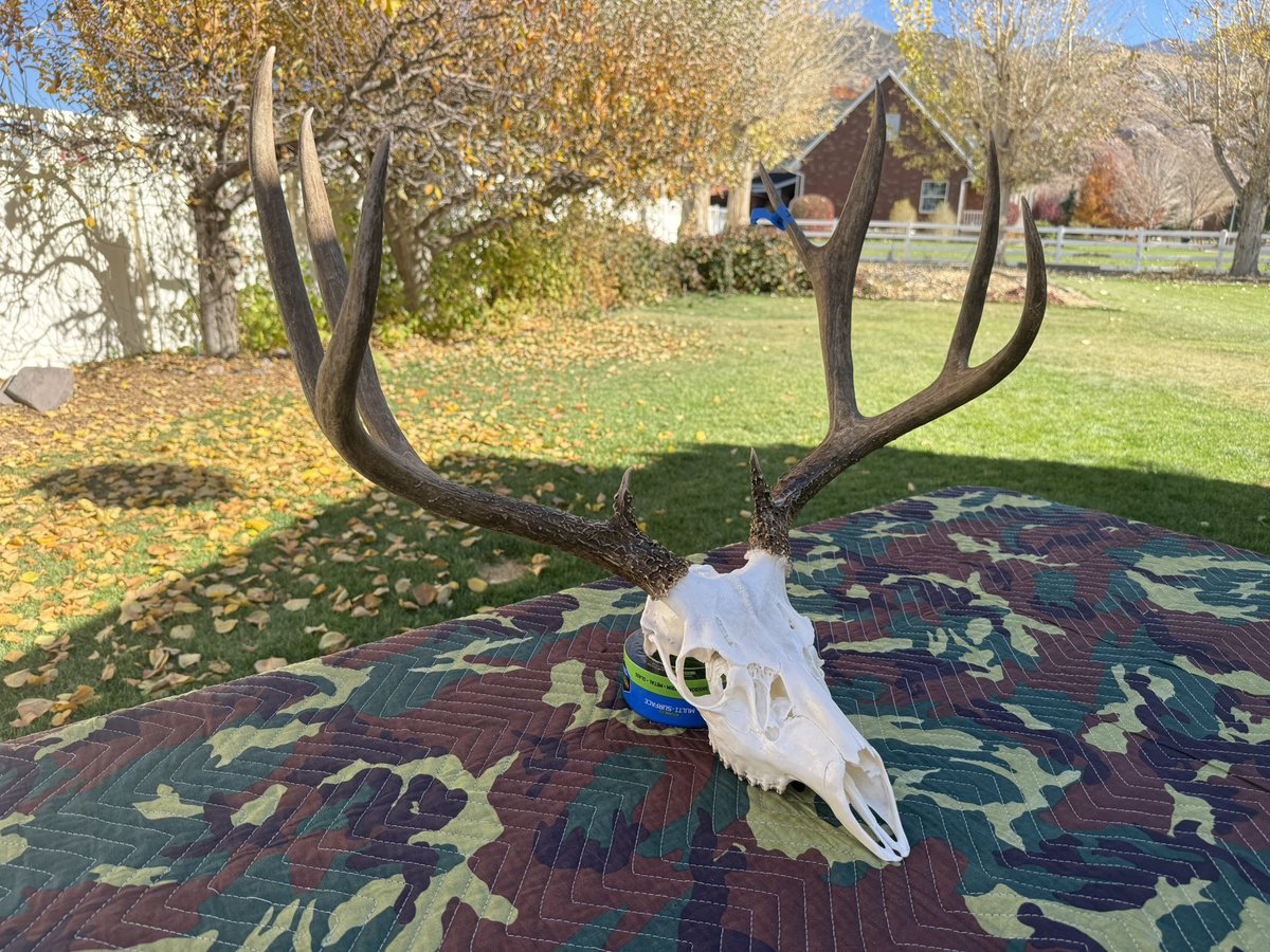 JasonKling2's tweet photo. Check out my latest Mule deer euros! Four great bucks ready for show and tell. They will make great displays! All four were harvested by local high school students here in central Utah. https://t.co/D9T5Ctk2d4