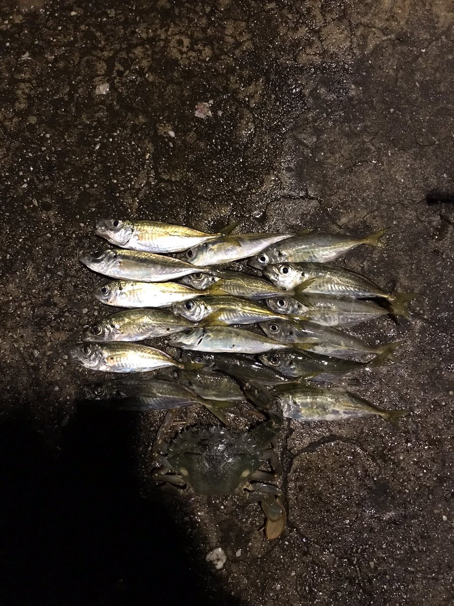 ninokin0327's tweet photo. 晩秋エギング🦑アジング🐟
ワタリガニ初めてGET😄 https://t.co/2yfWkWnqGa