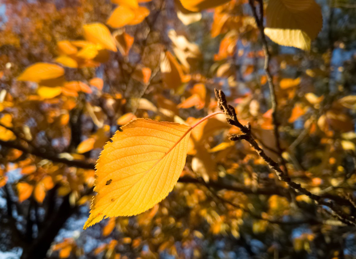 きょうの紅葉
今朝は快晴！朝の光を浴びる紅葉が鮮やかです。
 #写真が好きな人と繋がりたい #キリトリセカイ #東京カメラ部 #原宿駅 #代々木公園 #花写真　＃スマホ写真