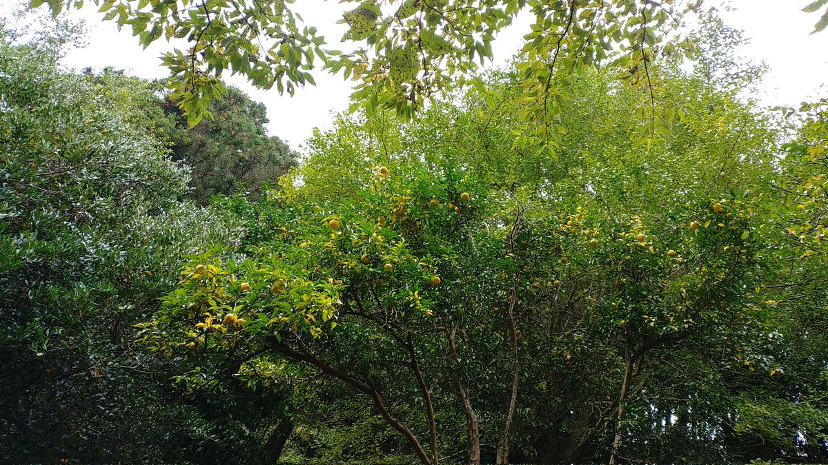 谷あいの畑のユズ、まだかなり残っている。こんな豊作だと、来年はまた裏年かな？

丘の畑のは手付かずのまま👴
#kinokole