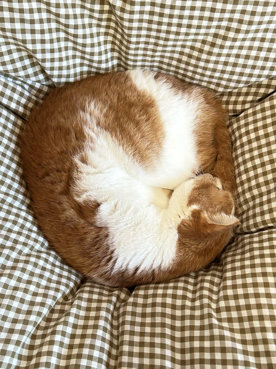 giantrogo's tweet image. おはようございます。今朝はかなり冷えました。