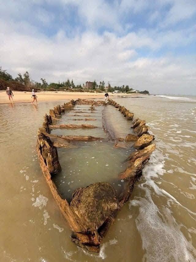 HobinJangHobin_'s tweet photo. Taufan Kalmaegi Bongkar Kapal Dagang Purba di Pantai Hoi An

Pantai Tân Thành di Hoi An, Vietnam mencetuskan perhatian dunia apabila rangka kapal dagang dipercayai berusia antara abad ke-14 hingga ke-16 terdedah selepas Taufan Kalmaegi membadai kawasan itu pada awal November 2025. Hakisan ombak telah menyingkap struktur kapal sepanjang kira-kira 17.8 meter dengan bahagian lunas, rusuk serta petak kargo masih jelas kelihatan.

Pusat Warisan Hoi An mengesahkan bahawa kapal ini berkemungkinan digunakan untuk perdagangan jarak jauh pada era ketika Hoi An menjadi pelabuhan antarabangsa penting yang menghubungkan rantau Asia Timur, India dan Alam Melayu. Kapal tersebut dipercayai dibina menggunakan kayu tropika seperti keruing dan meranti, dengan beberapa komponen kayu pain yang menunjukkan pengaruh teknologi binaan luar.

Kerja dokumentasi sedang dijalankan menggunakan pengimbasan 3D, manakala kawasan penemuan dipagar bagi mengelakkan kerosakan. Pihak berkuasa kini menilai sama ada kapal akan dipindahkan ke muzium atau dipelihara terus di lokasi asal.

Penemuan ini dianggap bukti penting kemampuan pelaut Asia Tenggara membina kapal besar dan tahan lasak jauh sebelum era penjajahan Eropah. Ia turut membuka peluang penyelidikan baharu mengenai laluan perdagangan dan teknologi maritim serantau pada zaman tersebut.