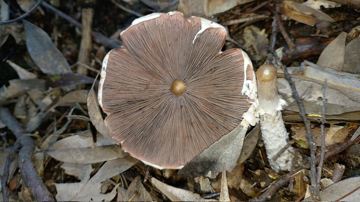 👴『はらたけど　はらたけど　わがくらしらくにならざる』

カラカサ系も元気だなぁ。
(2025.11.10撮影)
 #kinokole #fungi #fungus #熊野きの古道