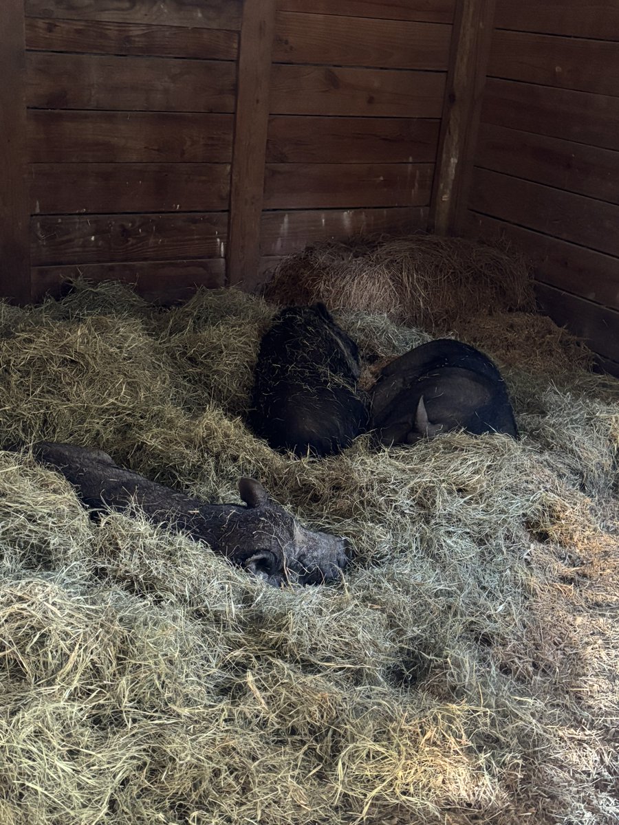 _pigs4ever's tweet photo. Cold temps meant some fresh hay. Gracie was in first then Bailey and Cindy followed. They are settled in for the night and can get under the hay if they want. 🐷❤️
#pigs4ever #piglife #pigsaspets #petpigs https://t.co/RbMikKTwB1