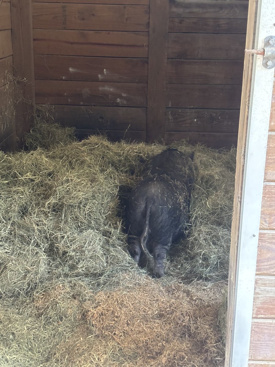 _pigs4ever's tweet photo. Cold temps meant some fresh hay. Gracie was in first then Bailey and Cindy followed. They are settled in for the night and can get under the hay if they want. 🐷❤️
#pigs4ever #piglife #pigsaspets #petpigs https://t.co/RbMikKTwB1