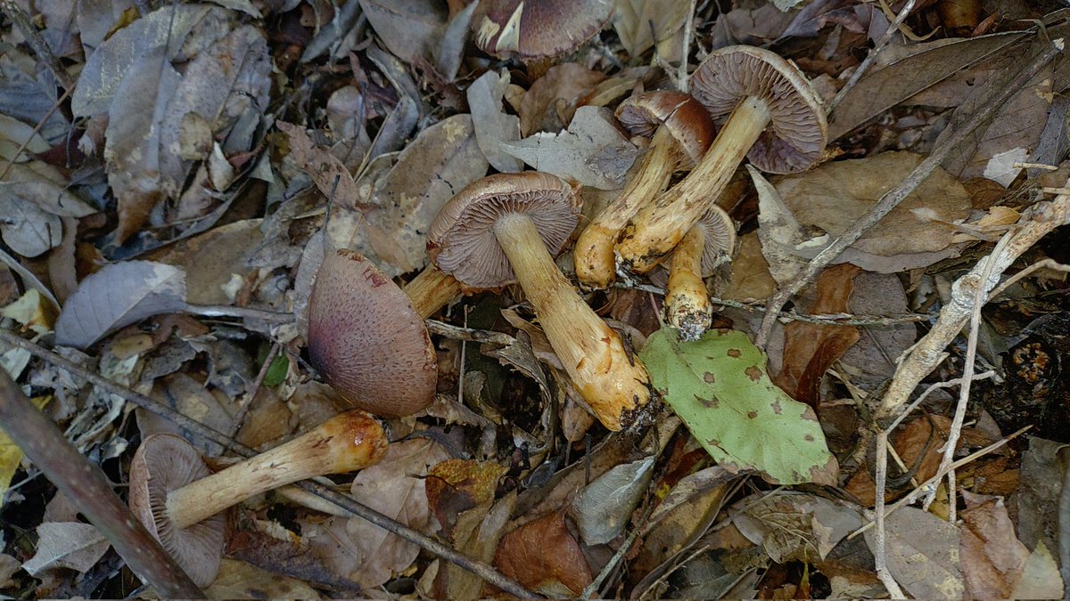 もうそろそろ交代ちゃうん？というぐらい続くチャナバ祭り。

🍄‍🟫チャナバーサリー🍄‍🟫

と名付けよう🧐
(2025.11.10撮影)
 #kinokole #fungi #fungus #熊野きの古道