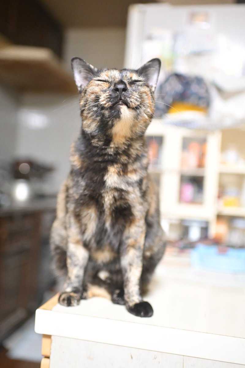 しんや☆とっきゅう on X