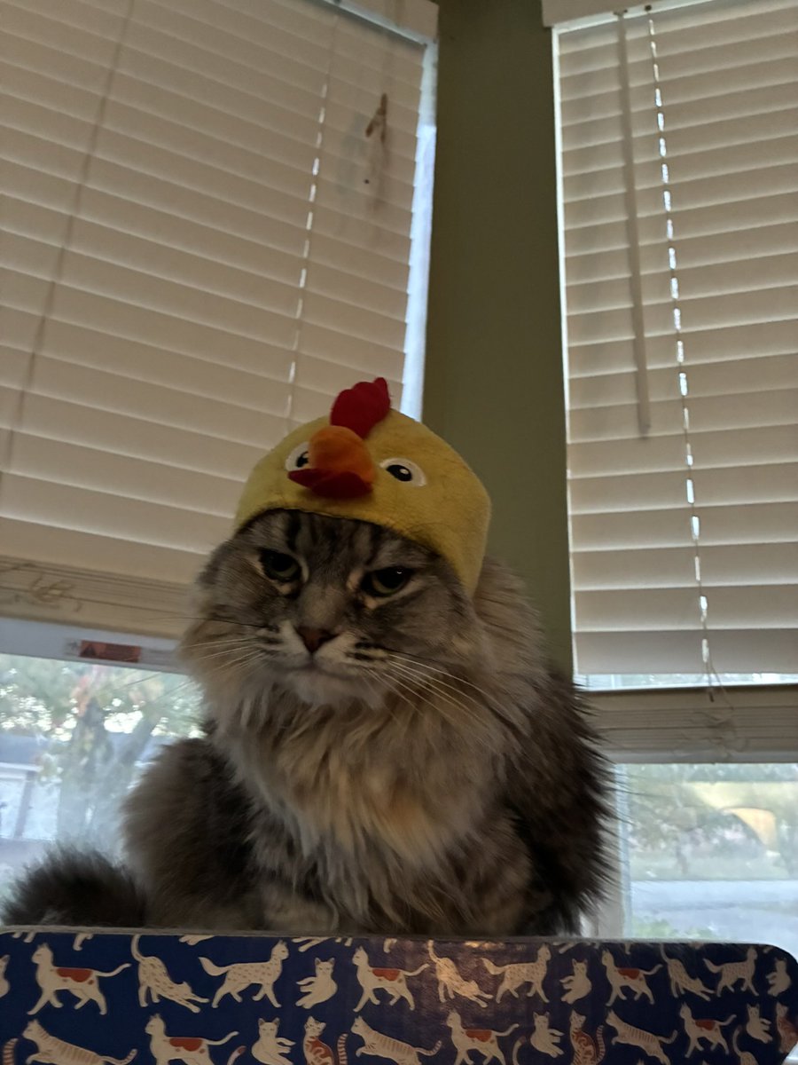 gnome1614's tweet photo. @eluneimmune My cat was a chicken for Halloween. She wasnt happy about it though https://t.co/WKLZhP5Pss