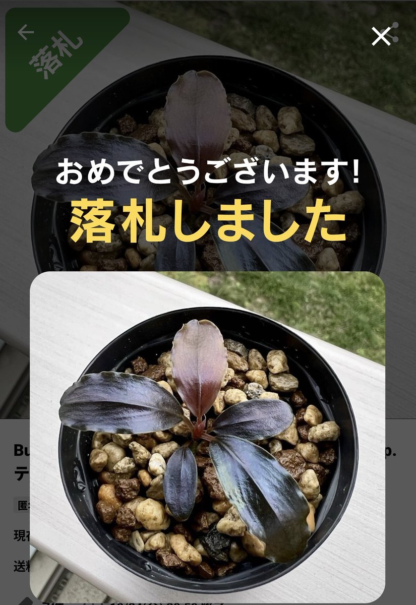 untaebi's tweet image. おはようございます🙂‍↕️
久々にヤフオク…
ワイもギラッギラに育てたい🌿