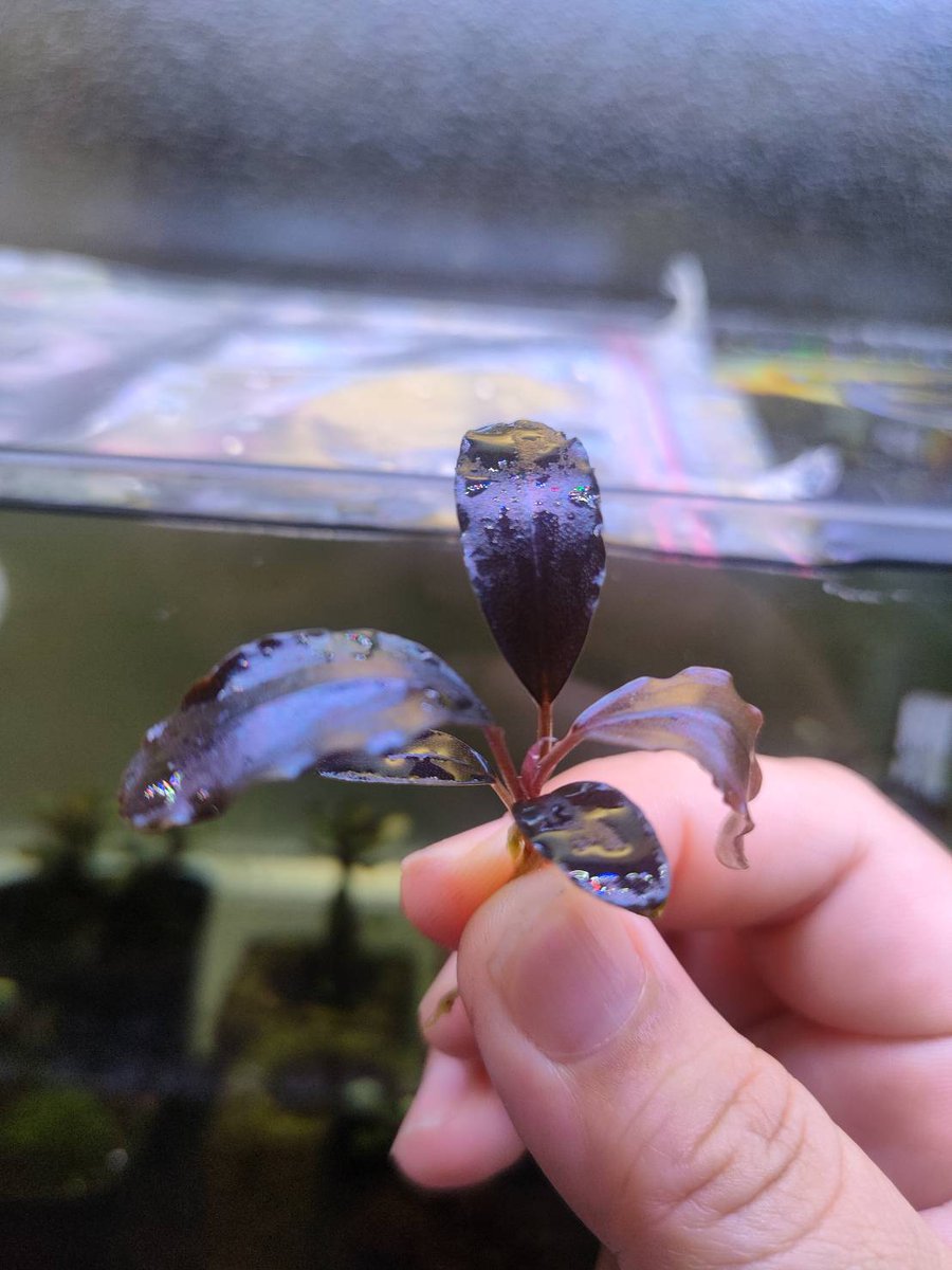 untaebi's tweet image. おはようございます🙂‍↕️
久々にヤフオク…
ワイもギラッギラに育てたい🌿