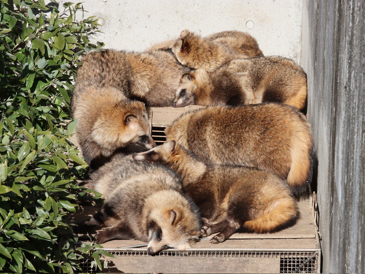 #全日本きもちよさそうに眠るたぬき選手権

東山動植物園　ホンドタヌキ