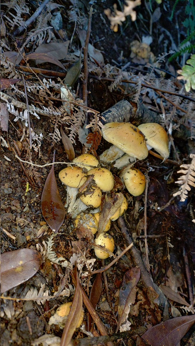 帰りがけに😀素晴らしいシバモチ（クリフウセンタケ）を発見！
この勢い、本物だ！！
とテンションが上がるが、ココのみ。
しかし、これは始まりに違いない🧐✨️
(2025.11.10撮影)
 #kinokole #fungi #fungus #熊野きの古道