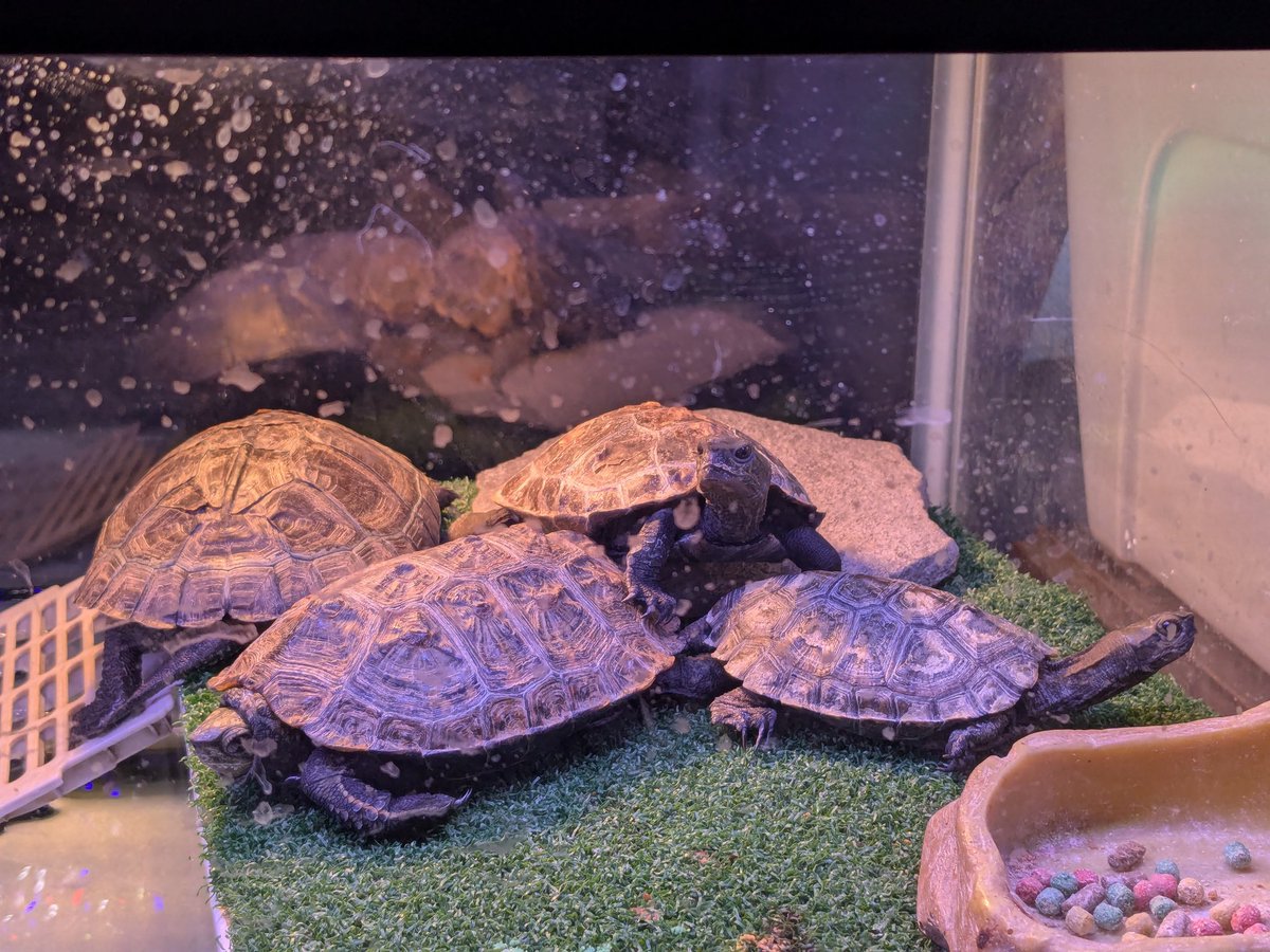 わだまう(黄緑亀)🐢 on X