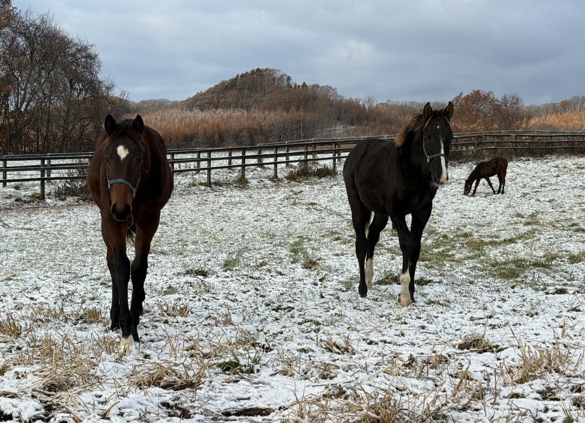 oumanobaketu's tweet image. すっかり冬に❄️