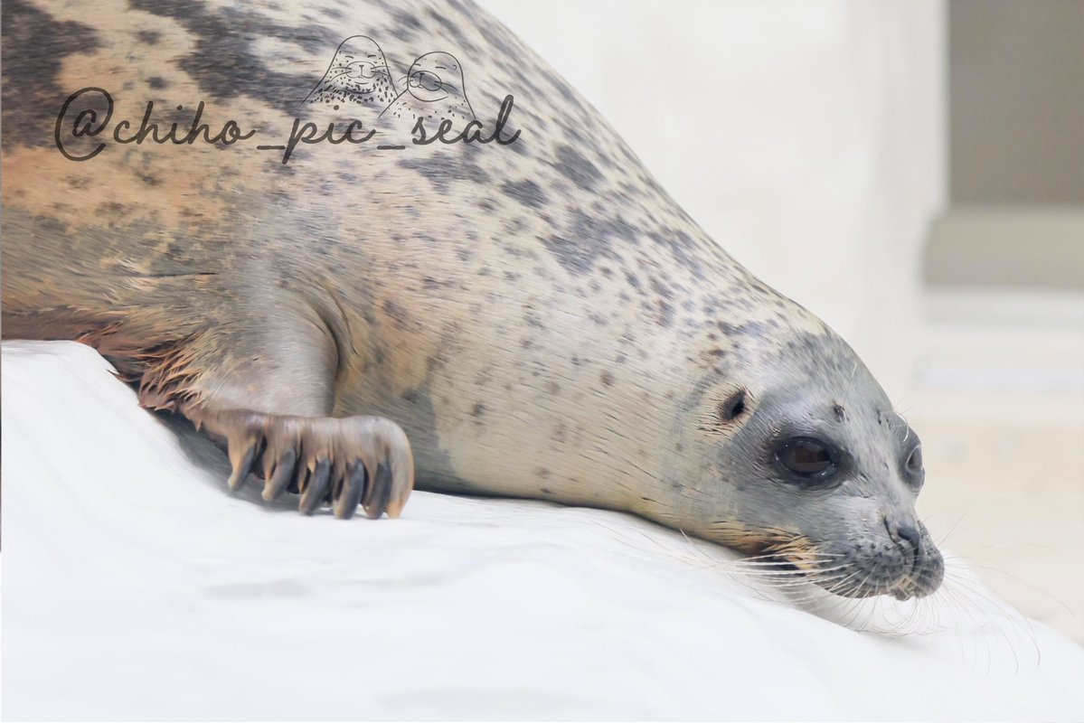 chiho_pic_seal's tweet image. ワモンアザラシのアラレちゃん♡
🦭Ringed seal / Arare
📆2025年撮影
📍 海遊館 Osaka Aquarium Kaiyukan
#海遊館
#ワモンアザラシ
#アザラシ
#seal