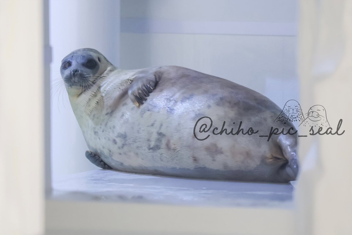 chiho_pic_seal's tweet image. ワモンアザラシのアラレちゃん♡
🦭Ringed seal / Arare
📆2025年撮影
📍 海遊館 Osaka Aquarium Kaiyukan
#海遊館
#ワモンアザラシ
#アザラシ
#seal