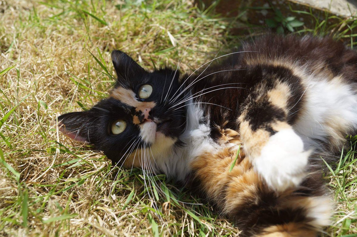 This one is turning 11 this week. From a tiny fluff ball to a gorgeous, cuddly, cheeky, loving tortoiseshell cat. I adore our snuggles in the mornings. How can you want to get up when you have this purring next to you? I wish there was a way to pause time.
Happy birthday, Tigs ❤️