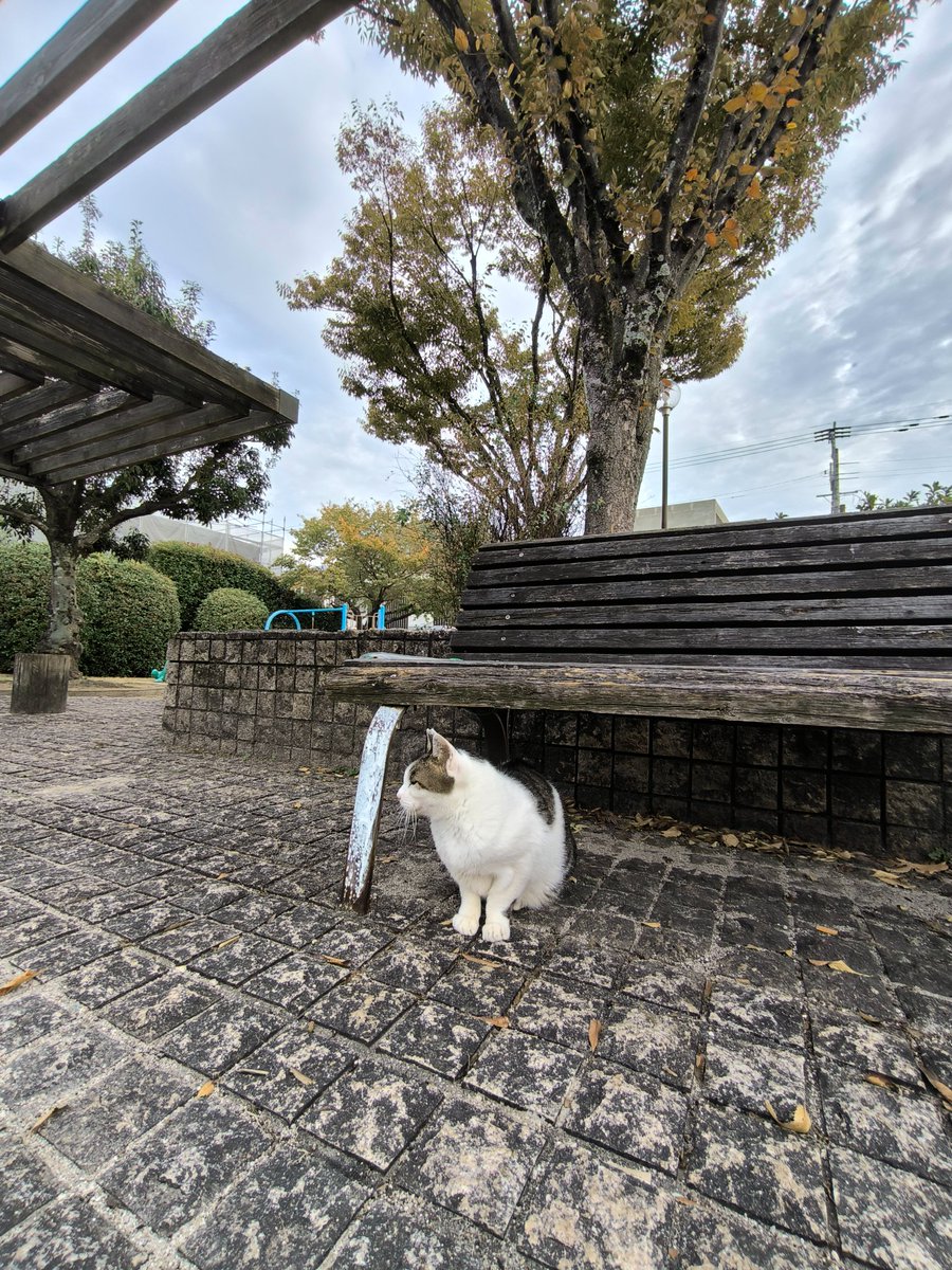 おはようございます。
朝晩だいぶ冷え込み強くなってきたね。

でも今ぐらいが猫達過ごしやすいのかね。
公園えっちゃんいたから、わしゃわしゃしてたらいつの間にか背後にみんな顔出してきてた。