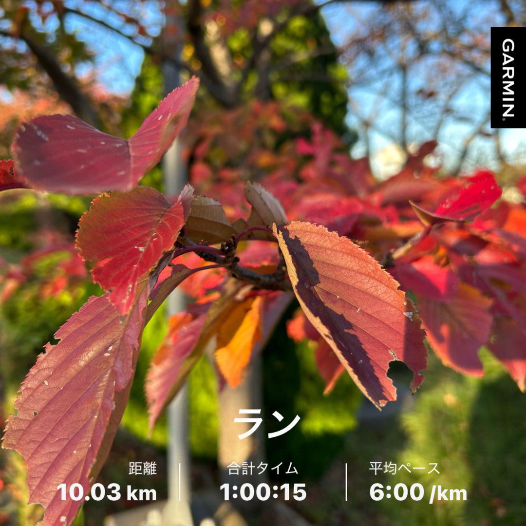 朝ラン
👟アディゼロSL2

秋が深まってきました🍁
外に出る時は寒いけど、走ってると暑い💦服装が難しい季節です