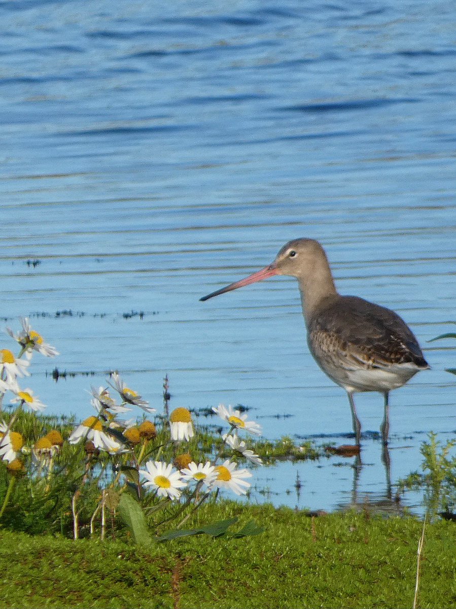 johnjayf's tweet image. My only decent shot (ever) of a common snipe. Great couple of hours spent @RSPBConwy