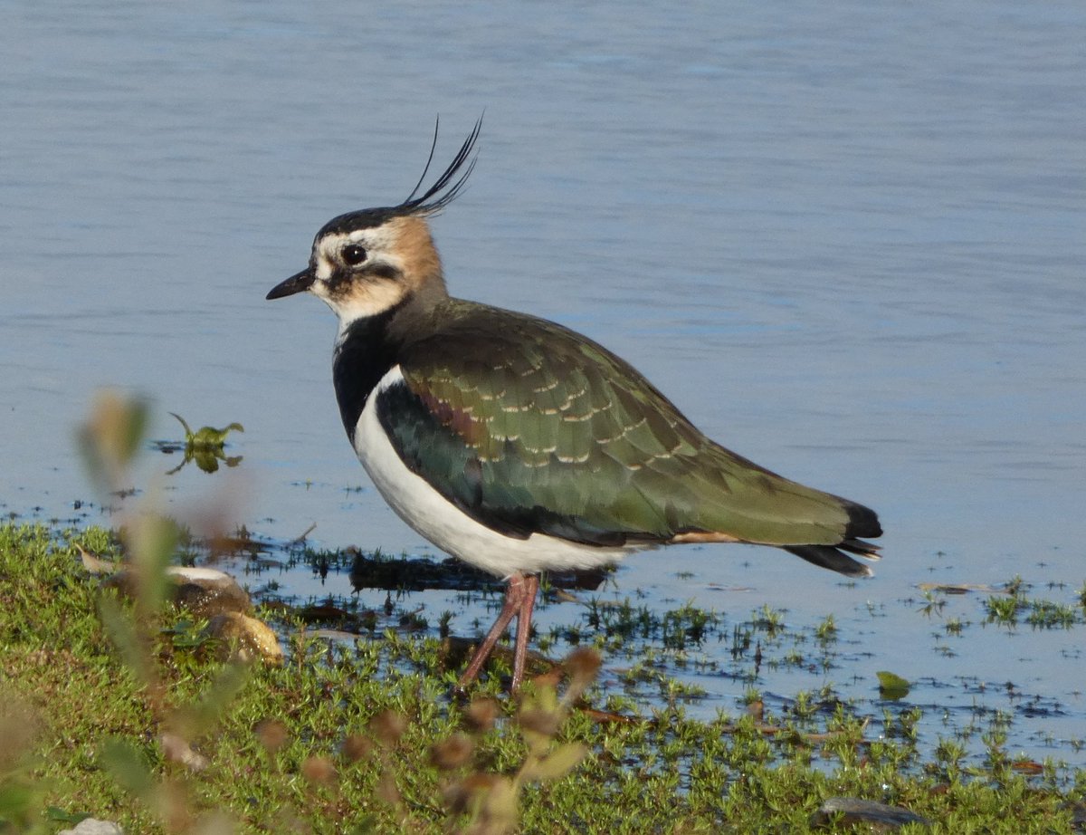 johnjayf's tweet image. My only decent shot (ever) of a common snipe. Great couple of hours spent @RSPBConwy