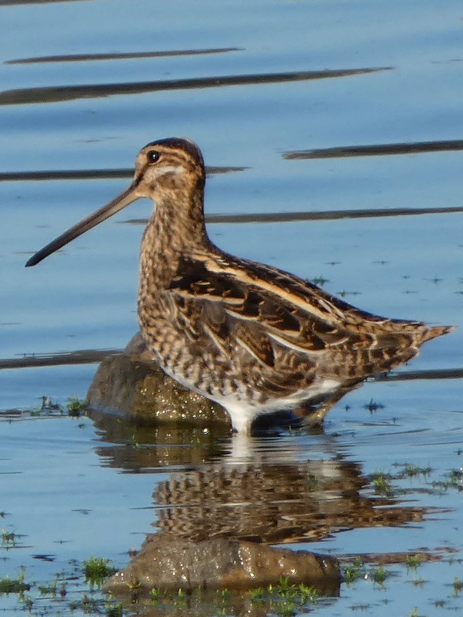 johnjayf's tweet image. My only decent shot (ever) of a common snipe. Great couple of hours spent @RSPBConwy