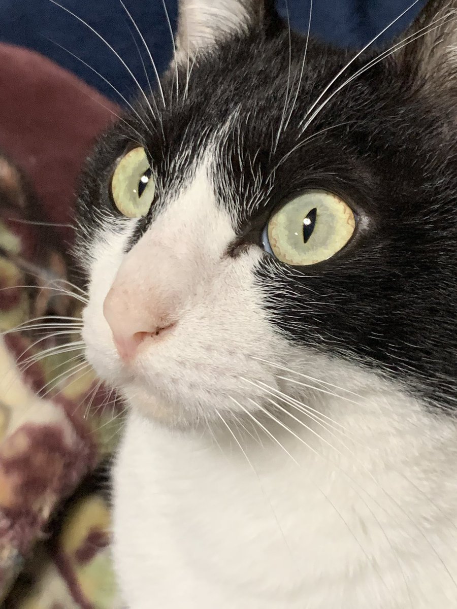 yotsuba__12's tweet image. #今日のあんこ 
本当は昨日の夜です😉