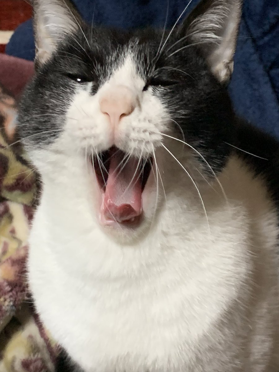 yotsuba__12's tweet image. #今日のあんこ 
本当は昨日の夜です😉