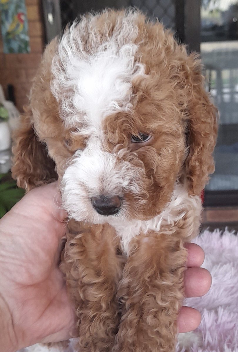 Russ coventry tweet media