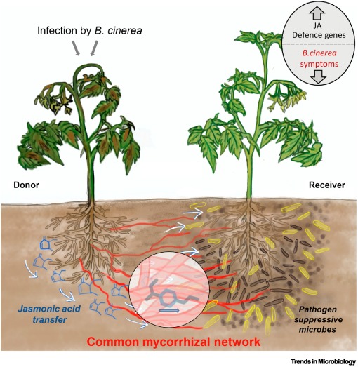 TrendsMicrobiol's tweet image. Mycorrhizal networks transfer jasmonic acid to recruit pathogen-suppressors dlvr.it/TPCgR5