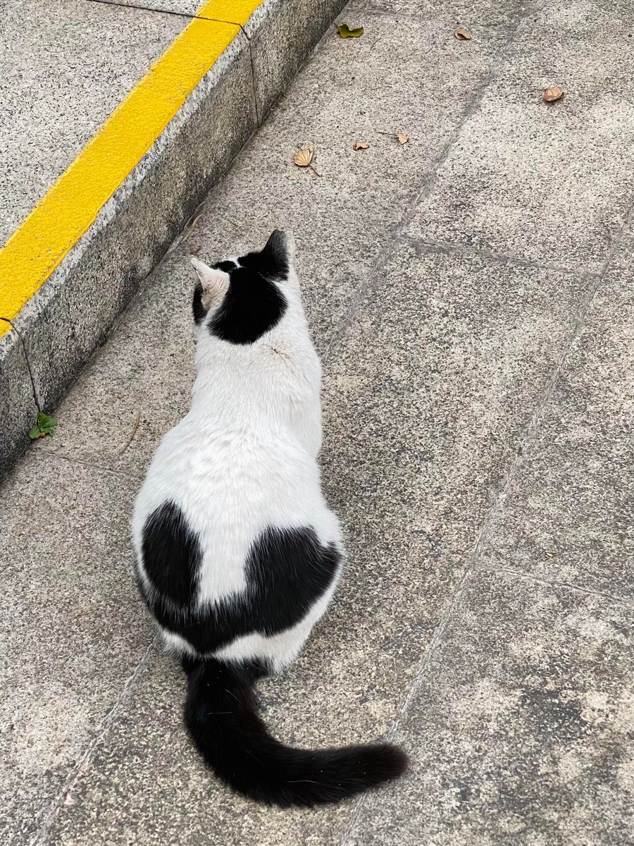 ehjyehjyeh's tweet image. 特殊な模様を持った猫です