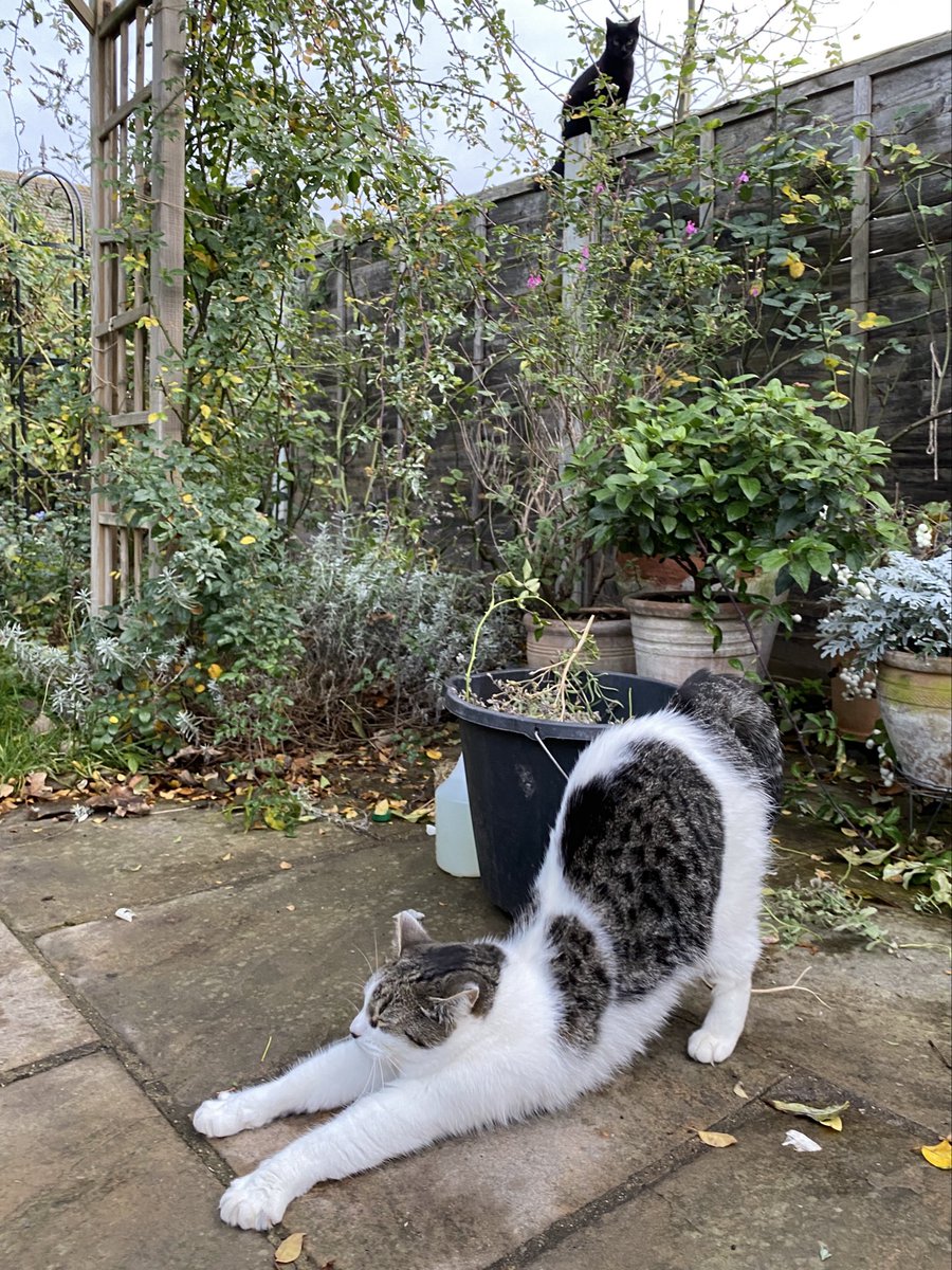 白田あや tweet media