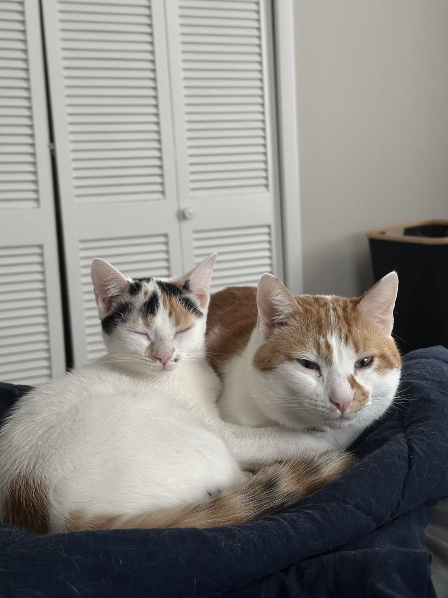 Is Kiwi’s head small or is Goose’s head big?